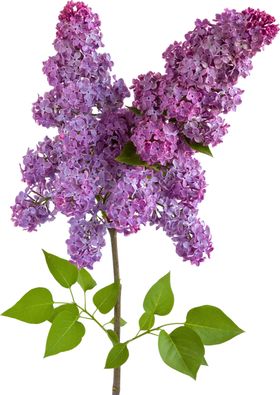 丁香花