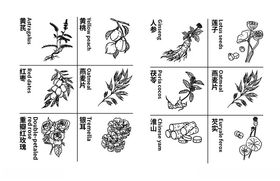 手绘草药食材白绘图
