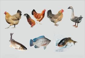 鸡鸭鹅鱼