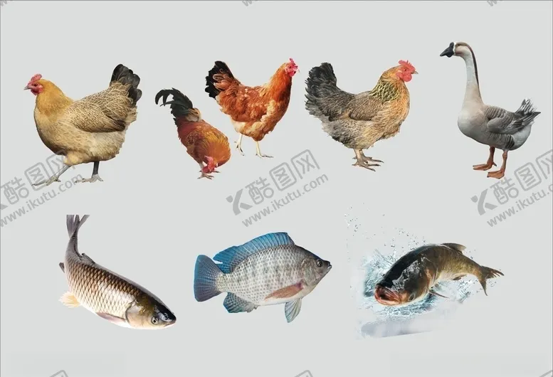 编号：83508506242218346503【酷图网】源文件下载-鸡鸭鹅鱼