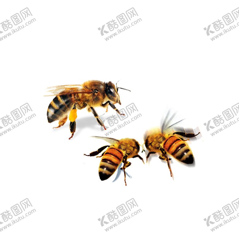 编号：55786710182137476726【酷图网】源文件下载-蜜蜂