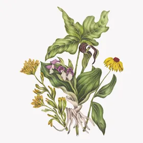 花纹绿色植物本草手绘