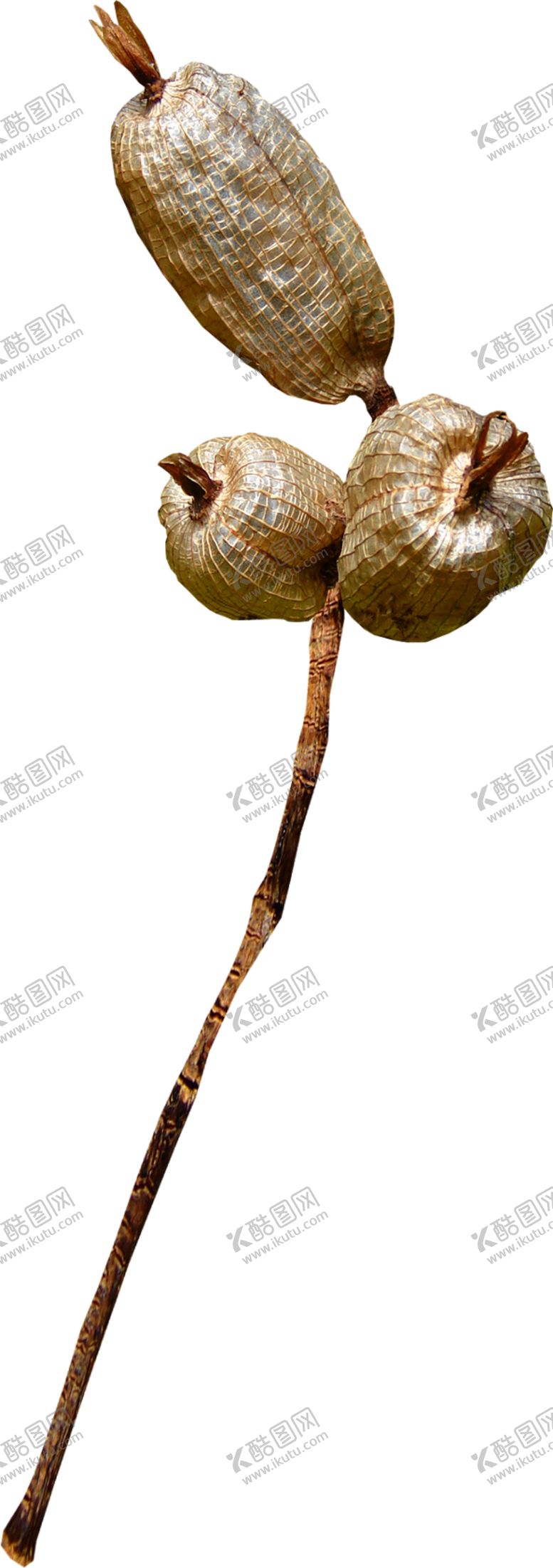 编号：56187807121225155491【酷图网】源文件下载-免抠背景干花枯花