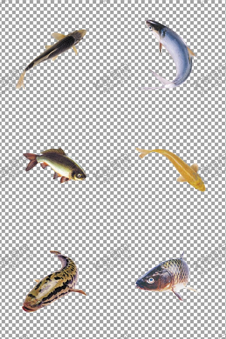 编号：78921109201048577015【酷图网】源文件下载-新鲜小鱼