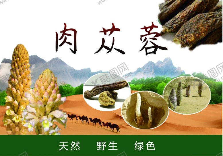编号：63072901171900185059【酷图网】源文件下载-肉苁蓉