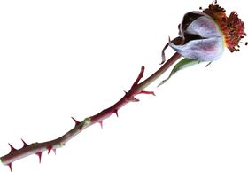 免抠背景干花枯花