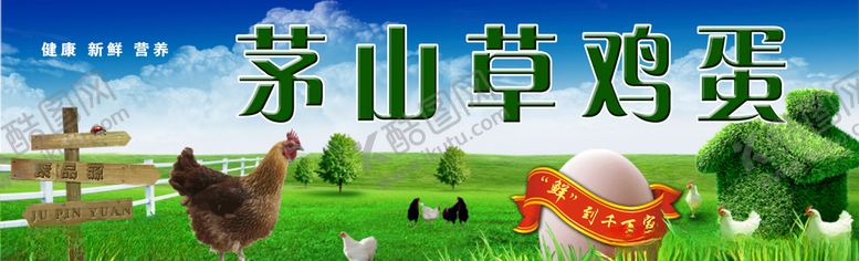 编号：37706006251138203008【酷图网】源文件下载-散养草鸡