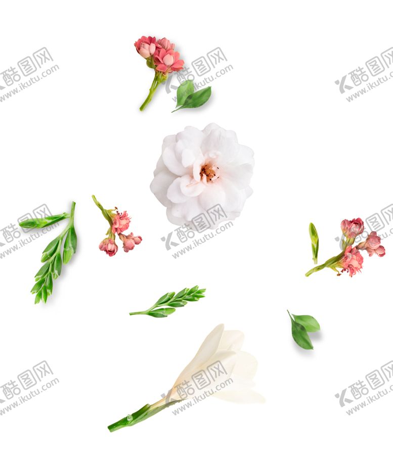 编号：55159306151806439799【酷图网】源文件下载-花草