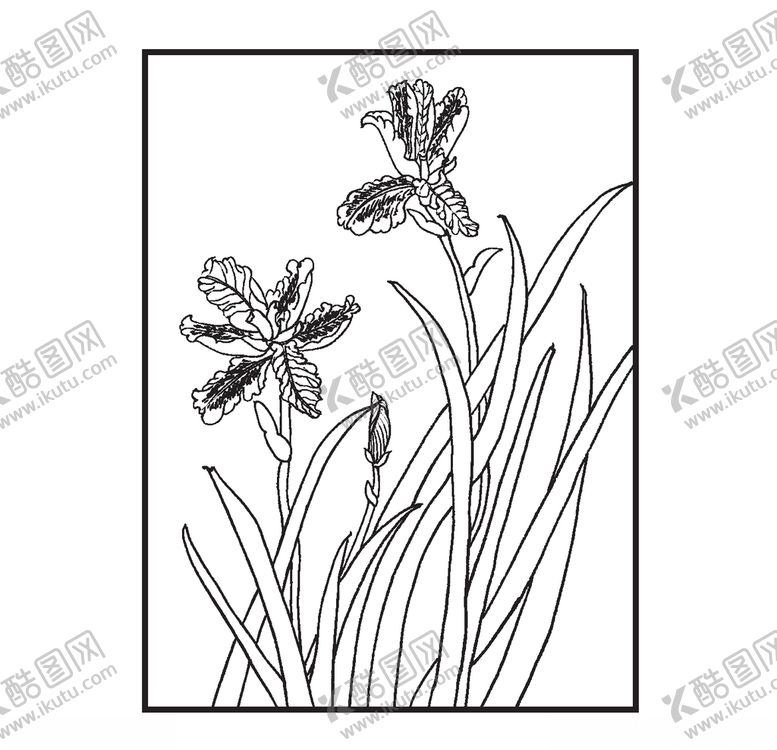 编号：60236109281117366980【酷图网】源文件下载-鸢尾