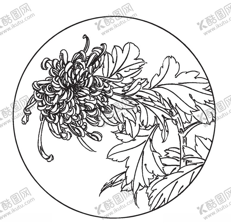 编号：61361310021318582200【酷图网】源文件下载-菊花