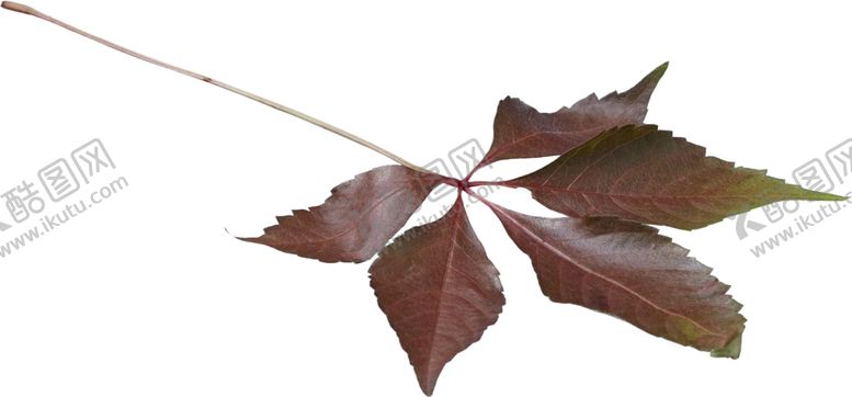 编号：74571110272031162284【酷图网】源文件下载-树叶