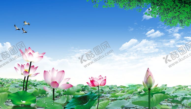 编号：96340209131857574763【酷图网】源文件下载-荷花藕围挡背景