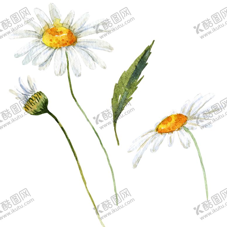 编号：17292005160623508028【酷图网】源文件下载-手绘植物