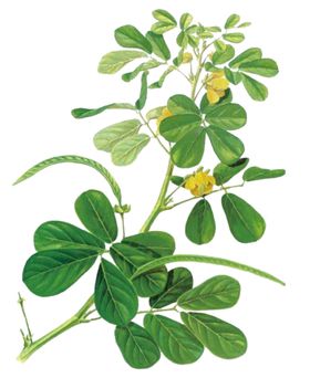 决明子