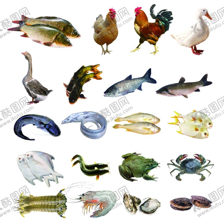 编号：72553410042122533114【酷图网】源文件下载-鸡鸭鱼矢量图