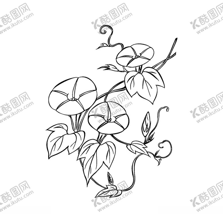 编号：47480307021526455755【酷图网】源文件下载-牵牛花