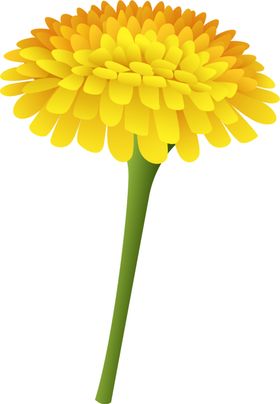 菊花装饰