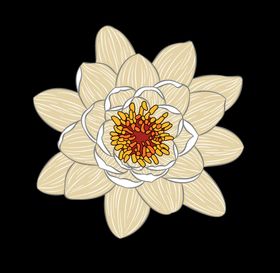 线条莲花