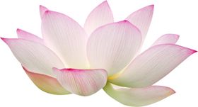 荷花元素