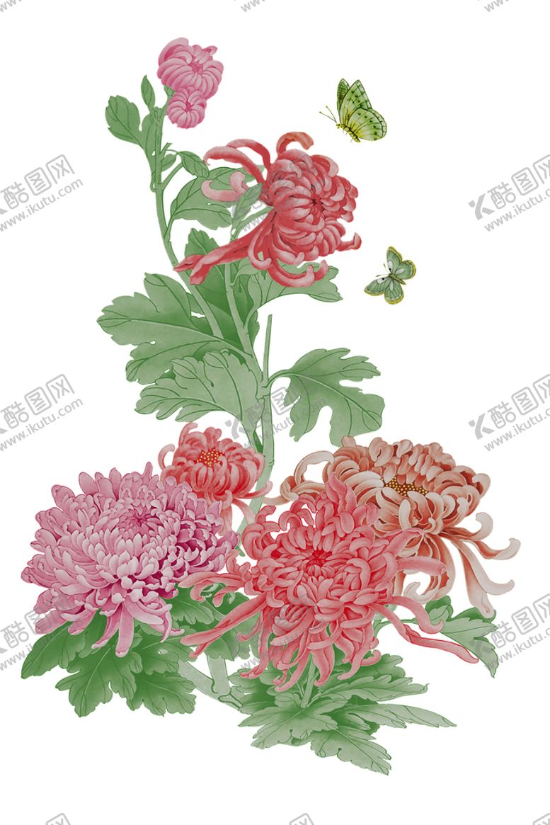 编号：06547810011938432560【酷图网】源文件下载-菊花