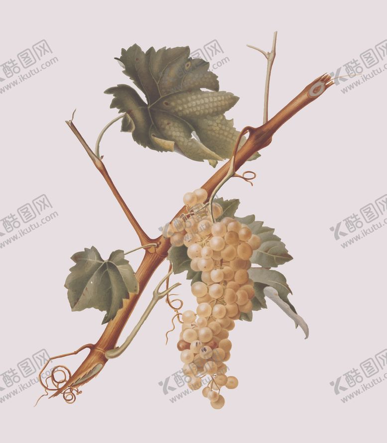 编号：89621607141118537807【酷图网】源文件下载-葡萄
