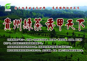凤冈锌硒茶贵州绿茶茶山茶