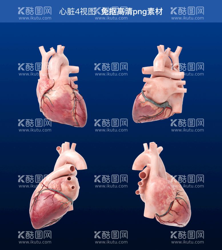 编号：16833211142046286078【酷图网】源文件下载-心脏3D模型