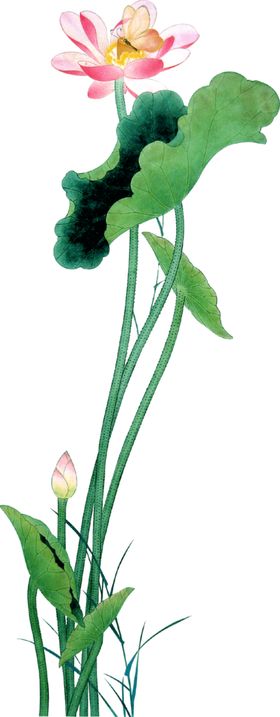 荷花元素