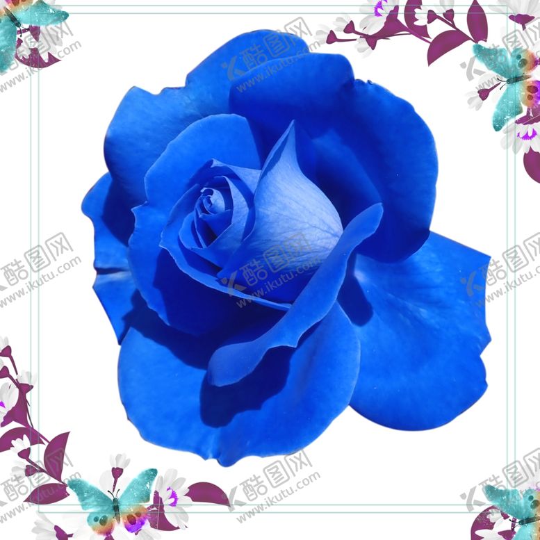 编号：48638510110550316154【酷图网】源文件下载-一朵蓝玫瑰花朵图片素材