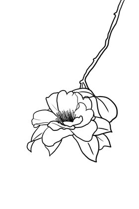 油茶花