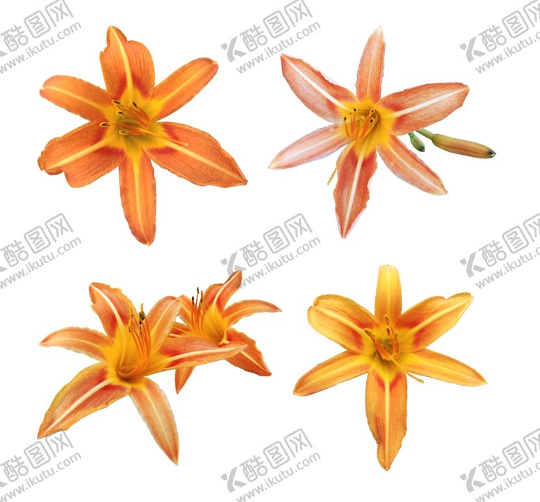 编号：49188909160231006770【酷图网】源文件下载-花朵