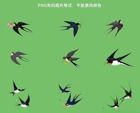 燕子素材