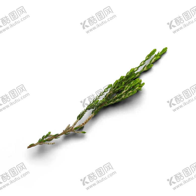 编号：83307606301712539378【酷图网】源文件下载-松针