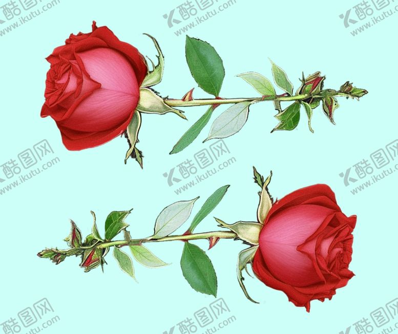 编号：97297701281350127276【酷图网】源文件下载-一枝玫瑰花