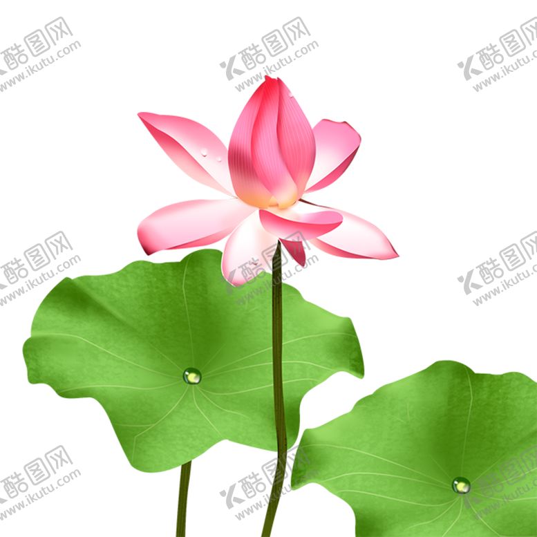 编号：52708905120321505214【酷图网】源文件下载-荷花元素