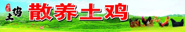 编号：27477612022216115521【酷图网】源文件下载-散养土鸡