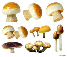 蘑菇素材