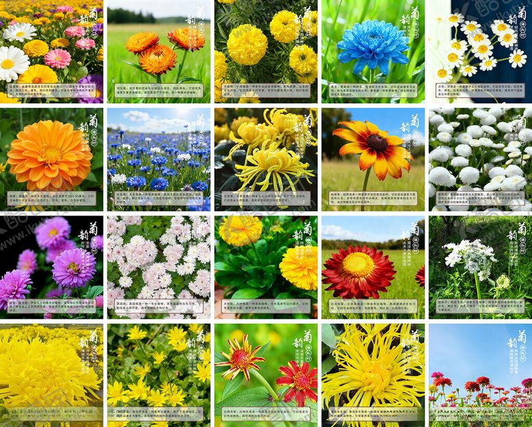 编号：55540204250848235097【酷图网】源文件下载-菊花品类