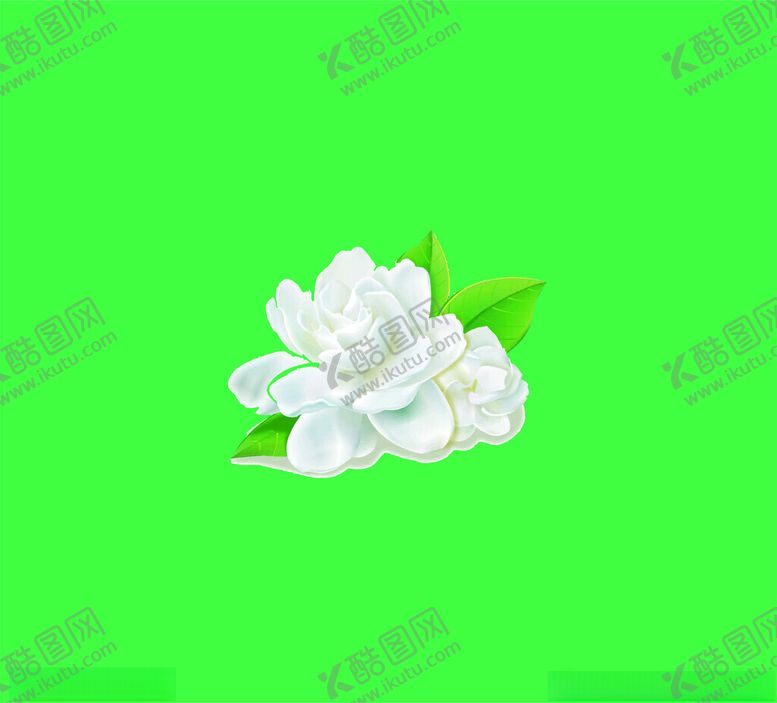 编号：99244902230531135248【酷图网】源文件下载-矢量茉莉花