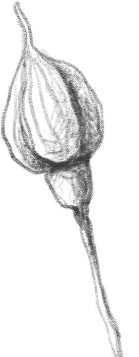 玫瑰花素描绘画