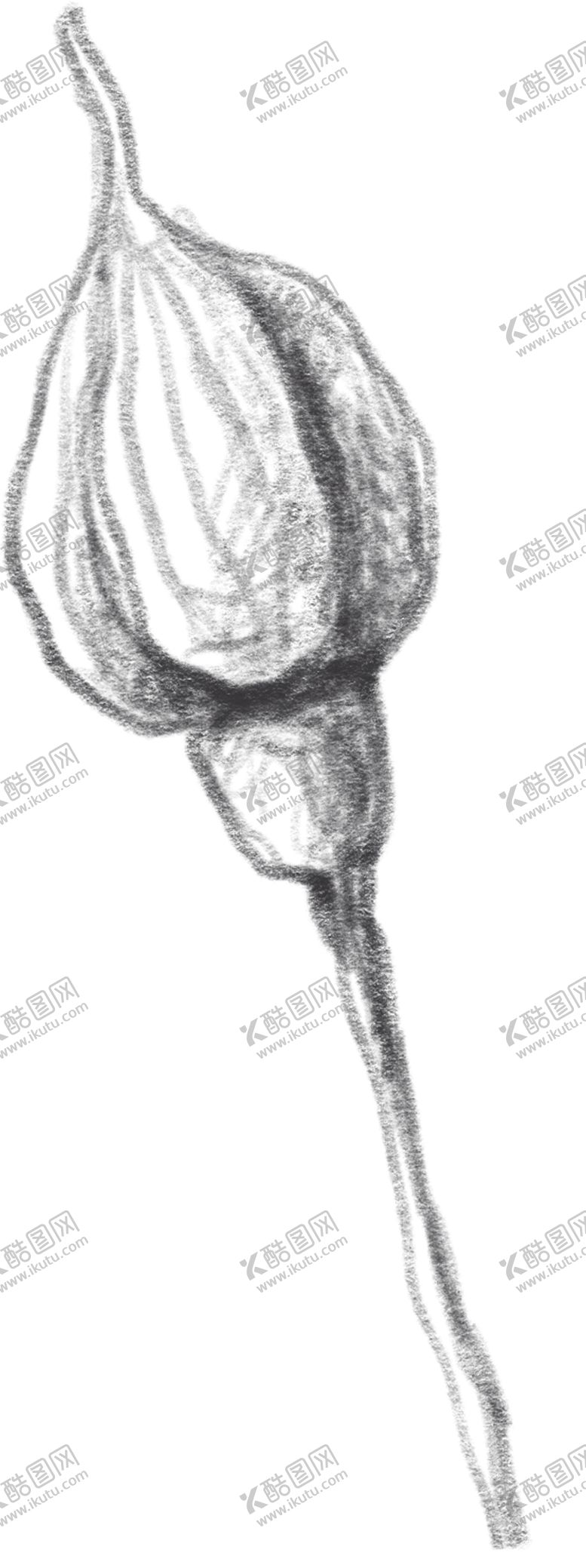 编号：51918107051657131286【酷图网】源文件下载-玫瑰花素描绘画
