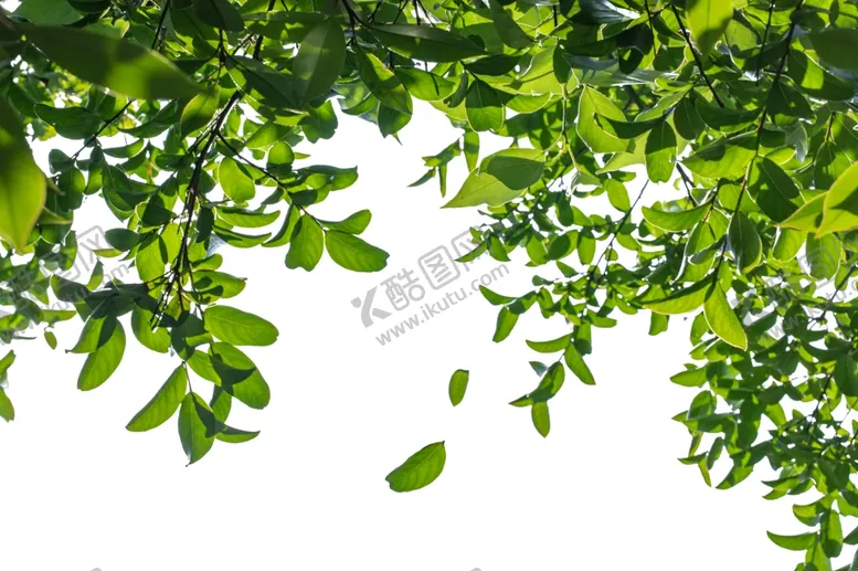 编号：32047506290555401134【酷图网】源文件下载-树叶枝头夏季绿色背景海报素材