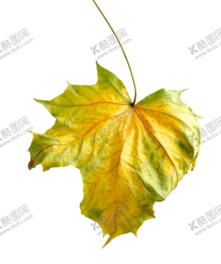 编号：56049909212118442036【酷图网】源文件下载-枫叶