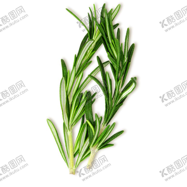 编号：66906606261932216498【酷图网】源文件下载-绿色相框