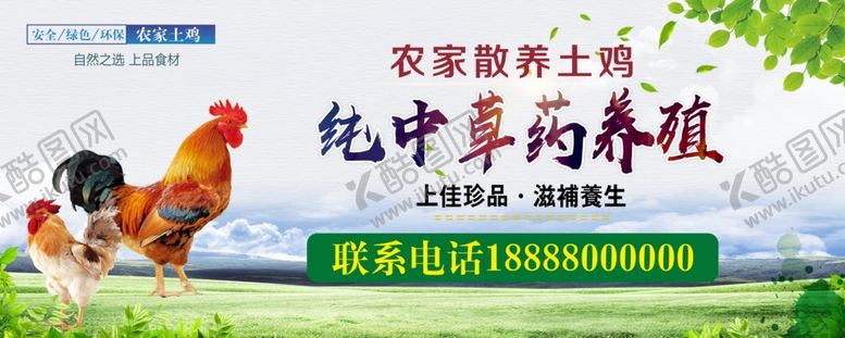编号：76945809200449164368【酷图网】源文件下载-散养鸡