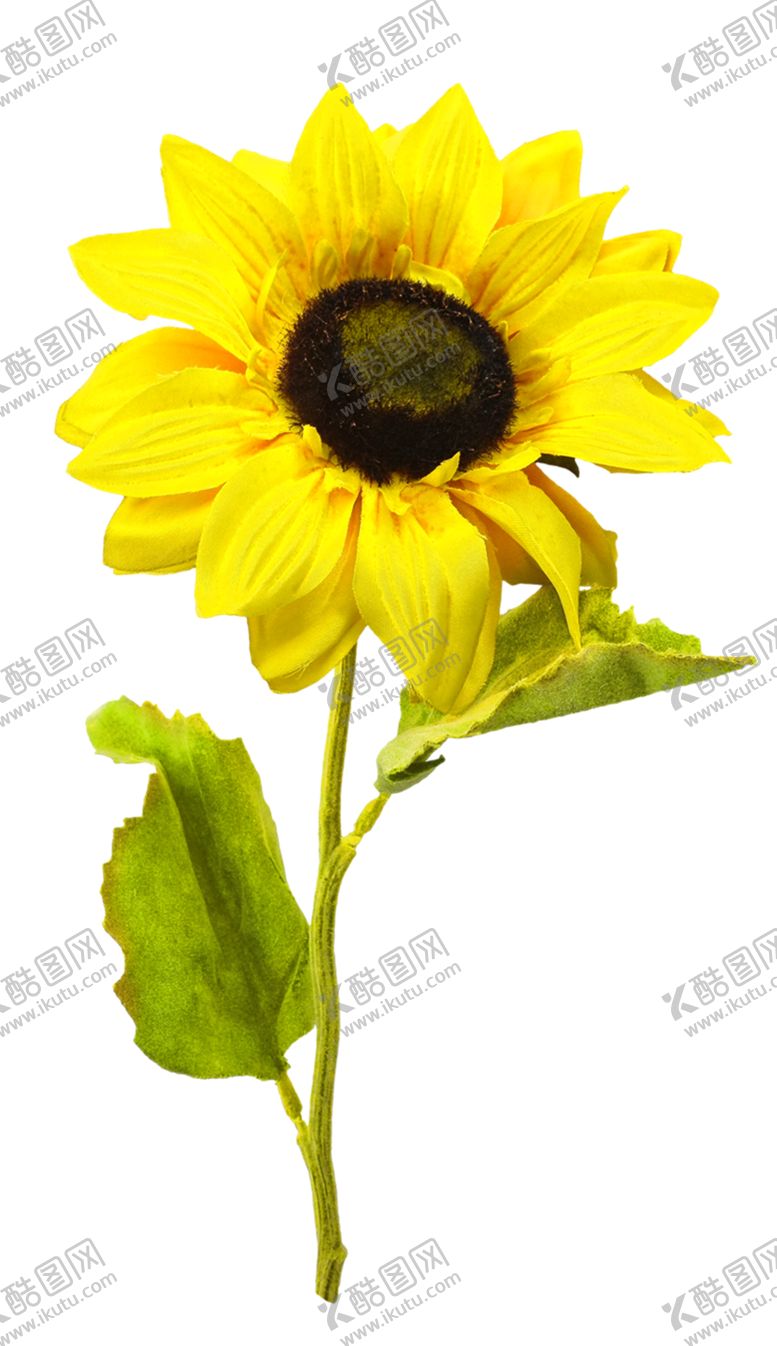 编号：30425511010241572065【酷图网】源文件下载-向日葵