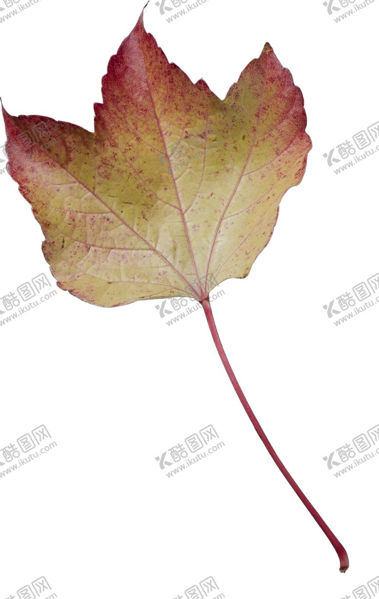 编号：23301009231134576140【酷图网】源文件下载-树叶