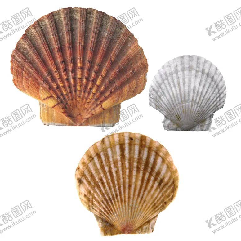 编号：24536803071529338346【酷图网】源文件下载-扇贝