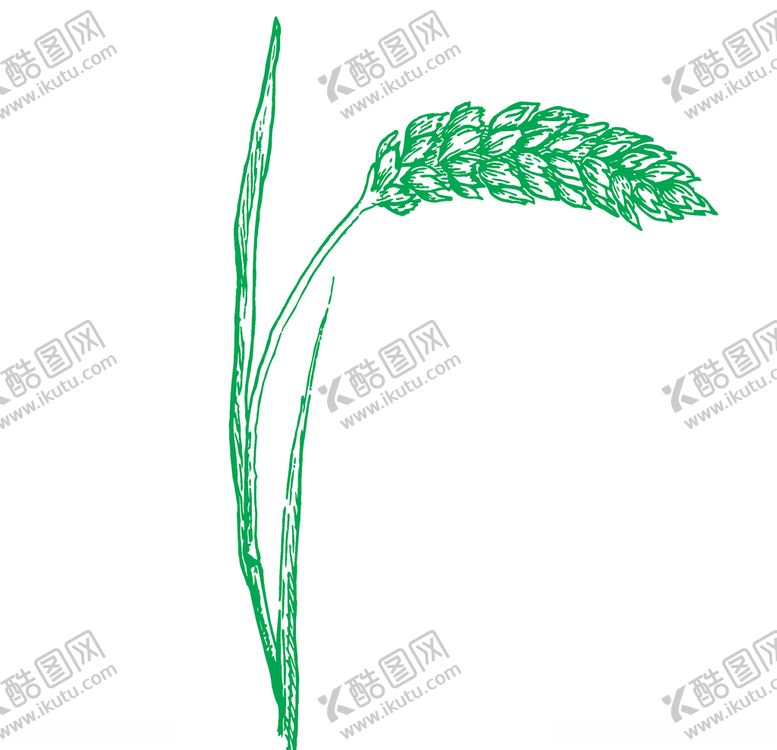 编号：48941610020851558800【酷图网】源文件下载-麦穗