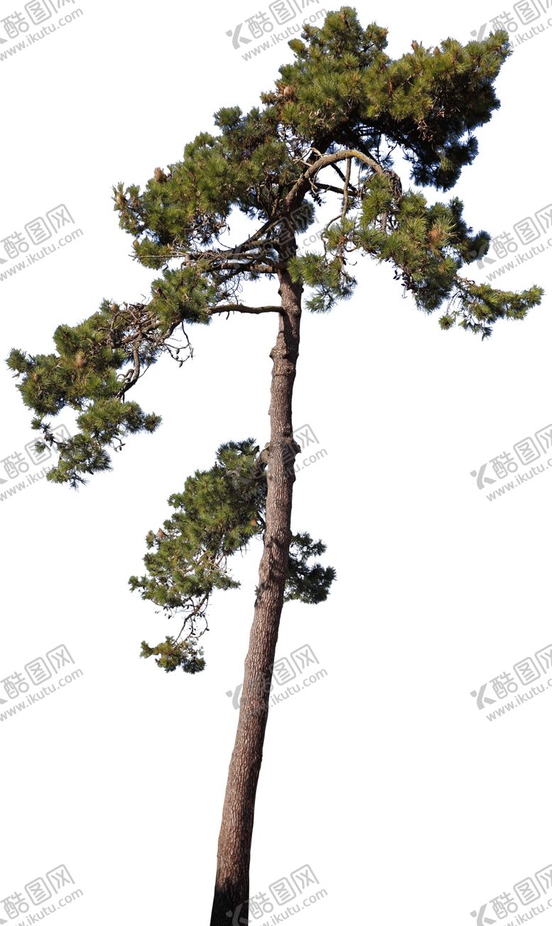 编号：99472811010621425205【酷图网】源文件下载-透明大树图片绿色植物